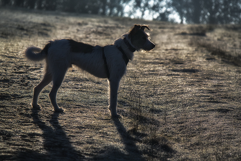 001 Felix SAM_5392 Kopie.jpg